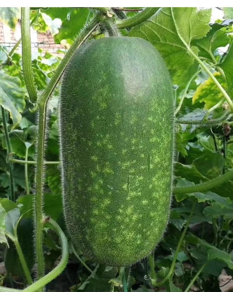 绿春小冬瓜种子种籽苗阳台菜苗四季盆栽蔬菜孑秧苗迷你瓜秧东瓜莱绿春