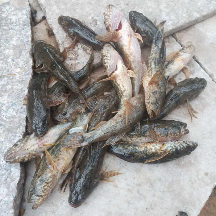 lism正宗沙塘鱧呆子魚筍殼魚小河生態塘鱧魚土步魚虎頭魚鮮活現殺呆子