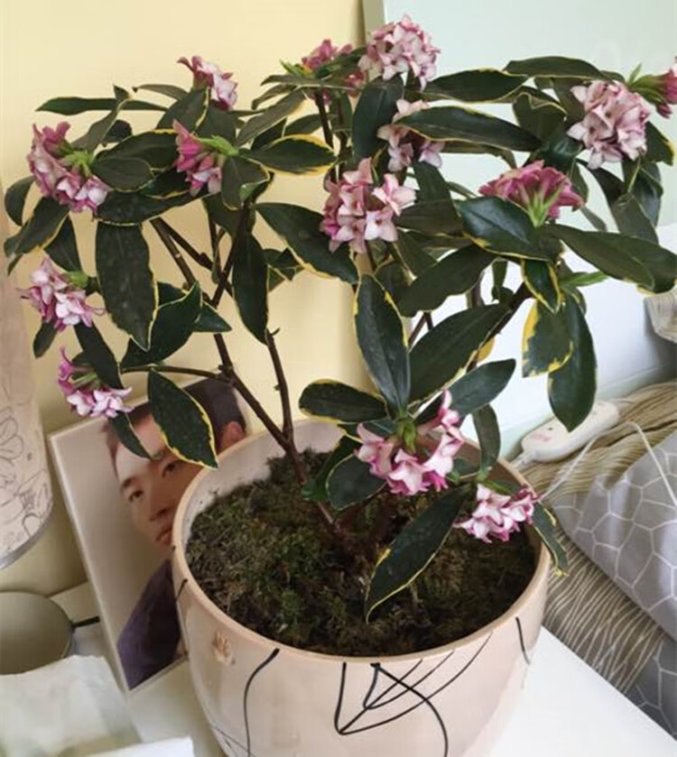 金边瑞香盆栽大苗带花盆栽小苗冬季室内花卉植物四季适宜其他颜色不含