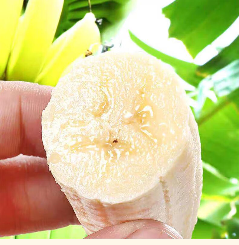 现摘现发正宗广西小米蕉小芭蕉新鲜水果很甜皇帝蕉小香蕉时令水果苹果