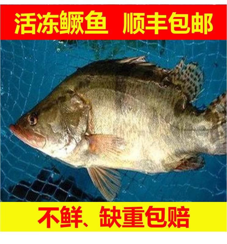 lism石斑魚鮮活石斑魚石斑魚冷凍珍珠斑魚龍膽老虎斑真空速凍1條石斑