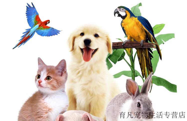 店铺推荐f10sc宠物有机环境消毒液消毒猫咪狗鹦鹉鸟爬虫龟蛇5000毫升