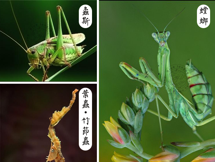 便携儿童昆虫笼蝉蜻蜓萤火虫蝴蝶昆虫观察盒昆虫采集箱