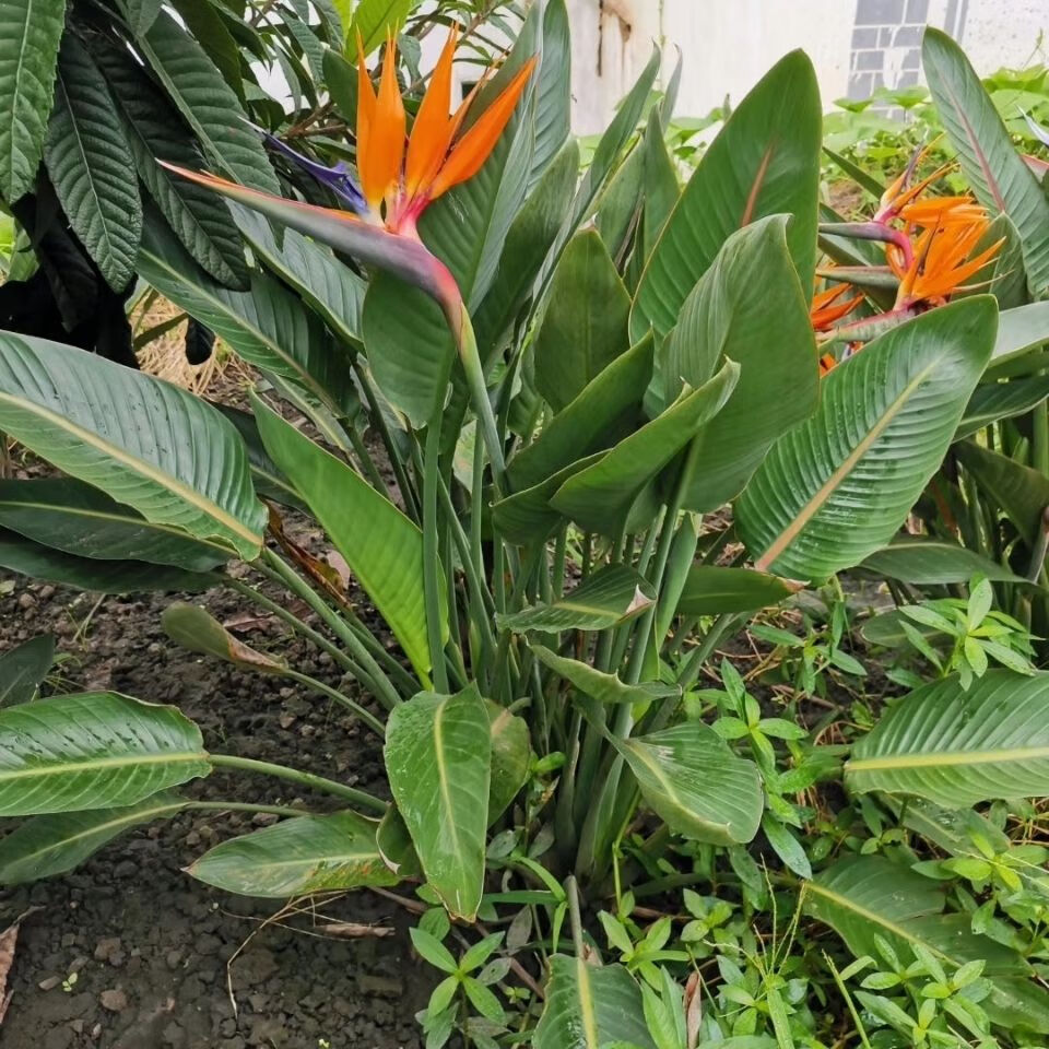 鶴望蘭天堂鳥帶花苞種植園藝基地庭院陽臺樓頂觀花觀葉植物 65公分-80