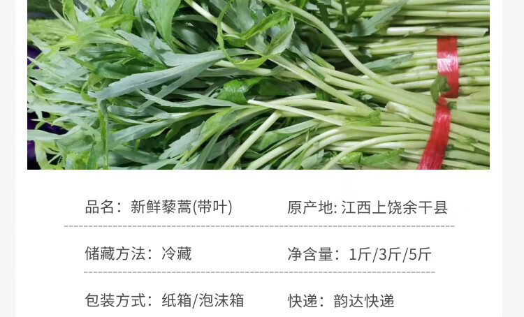 原产地发货江西鄱阳湖藜蒿藜蒿新鲜带叶芦蒿农家篱蒿炒腊肉去根蔬菜现