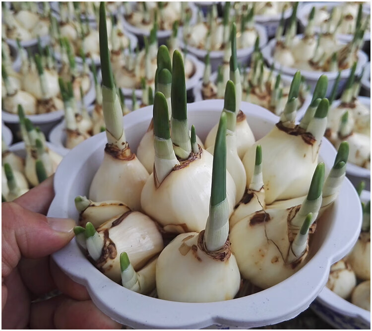 水仙花种球水培花卉种子大种球冬季水养 水仙球6个