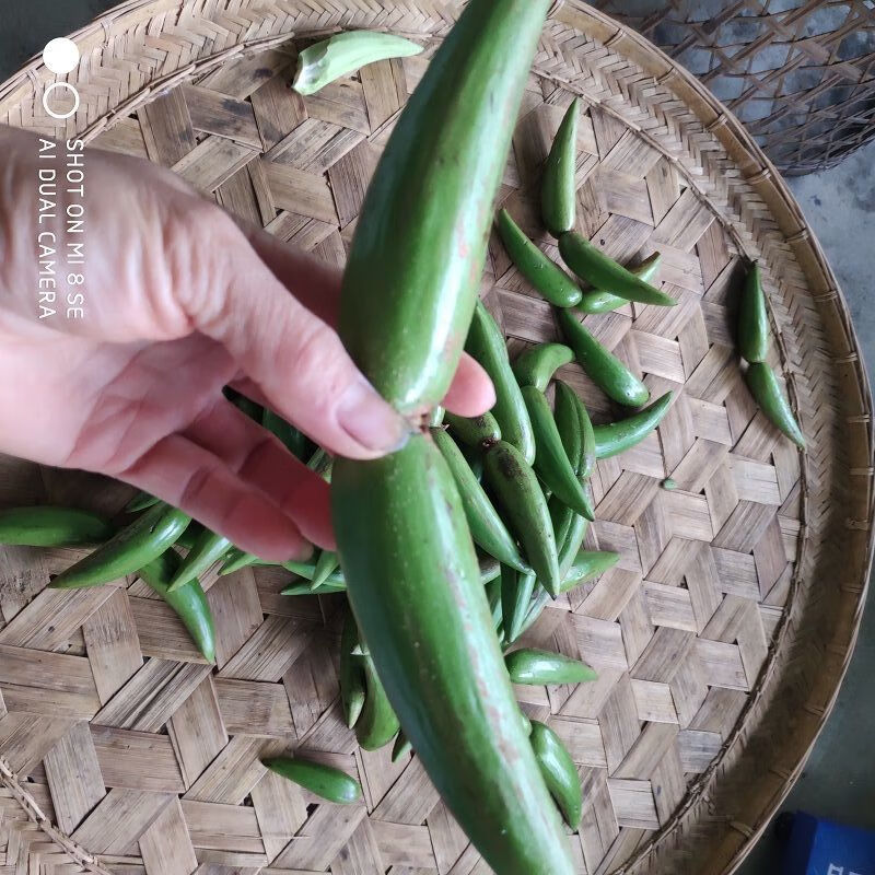 新鲜羊排果云南西双版纳特色酸果牛角果傣哈尼布朗野生酸果送辣子新鲜