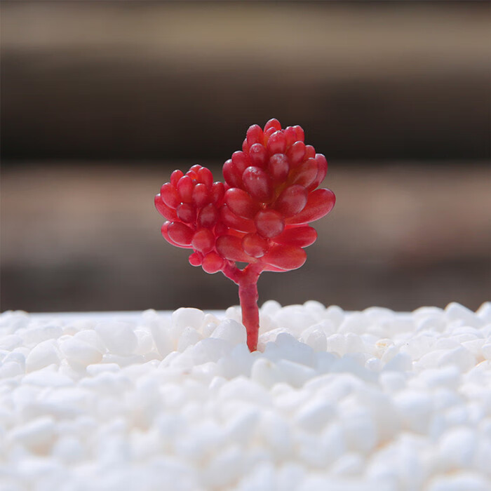 群生多颗彩色红色浆果锦多肉植物盆栽果酱肉肉绿植花卉 彩色浆果锦整