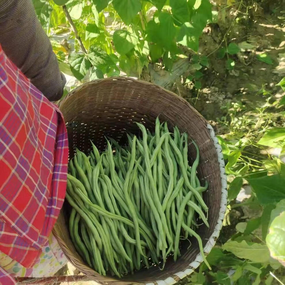 应季现摘现发四季豆新鲜蔬菜云南农家自种无筋豆白芸豆扁豆角新鲜1500