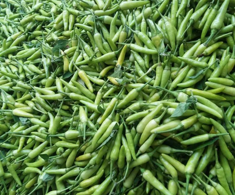 新鲜广西白米椒特辣小米辣泡椒白色辣椒3斤5斤装