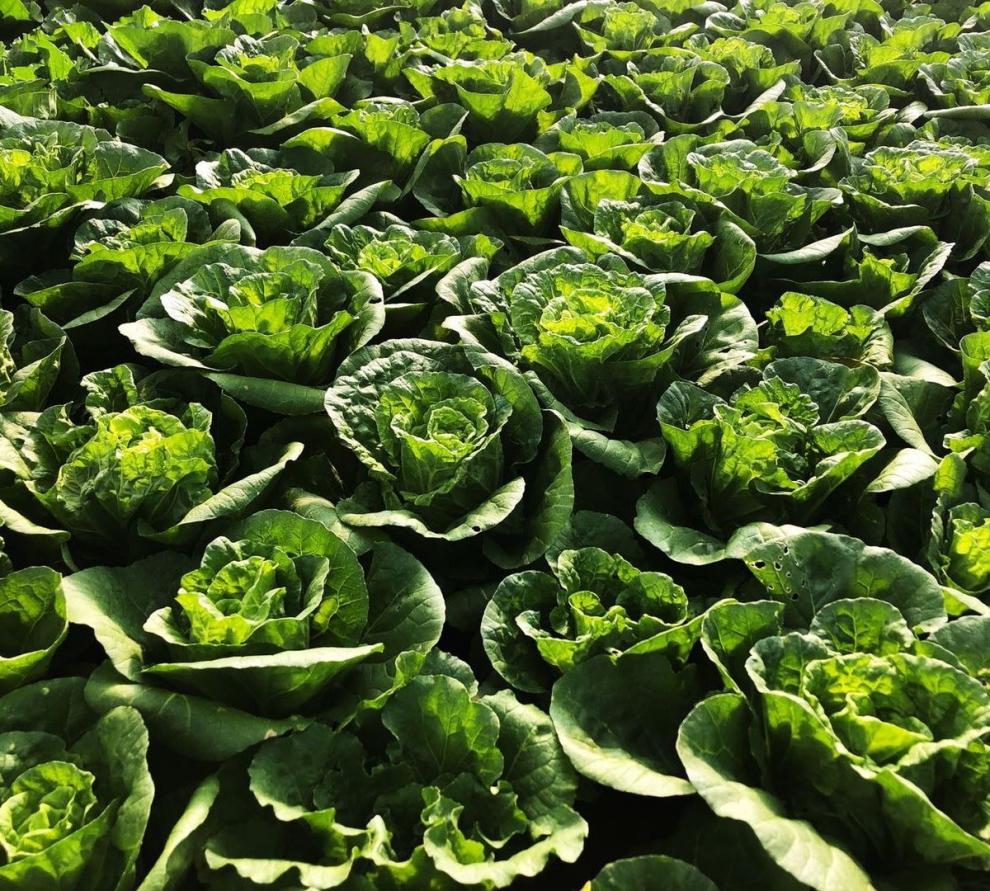 轻恋绿叶黄心云南黄白菜高原黄心白菜新鲜蔬菜当天采摘 五斤(净重)