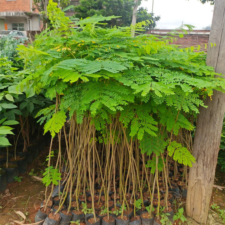 凤凰树小苗红花楹树苗庭院名贵风景树树苗四季绿化植物盆栽 凤凰木 1.