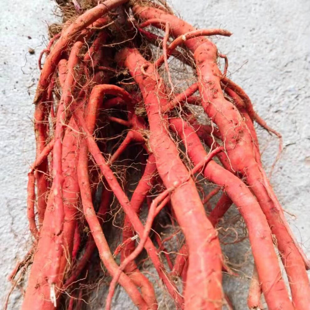 年现挖新鲜野生丹参条整棵中药材紫丹参血参根丹参1斤装 3斤鲜丹参