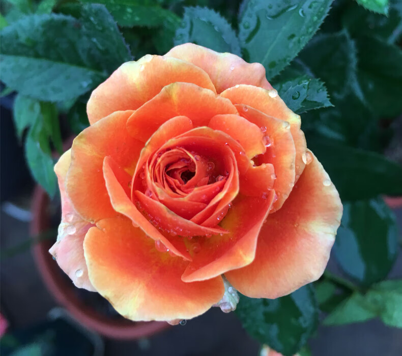 阳台微月丹麦永恒系列永远的喀麦隆月季花大花橙色玫瑰花苗四季开