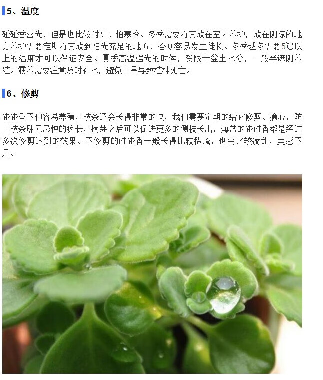 花盆栽一抹香喷喷香随手室内驱蚊多肉老桩植物香味净化空气 锦晃星