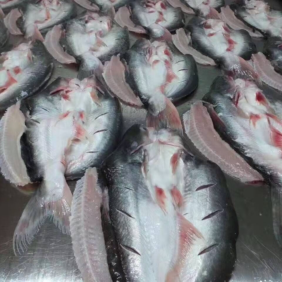新鲜冷冻开背鱼巴沙鱼湄公鱼包冰毛重20斤89条净重其他地区