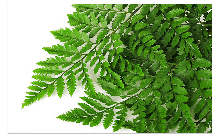 新鲜杨子叶 高山羊齿叶 芒叶 花草酒店西餐摆盘烘焙装饰点缀10枝 50g