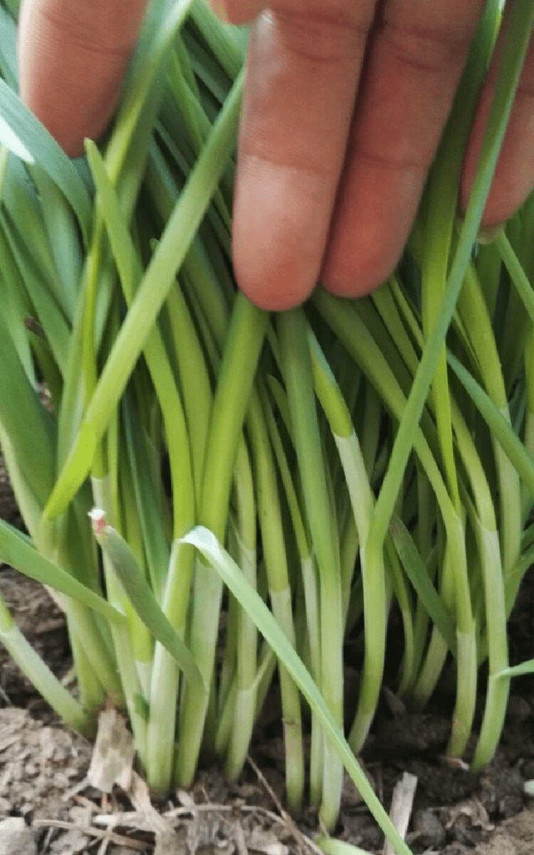 雪韭王韭菜种子 791韭菜种籽根红紫根宽叶不休眠高产蔬菜种籽汉中 紫