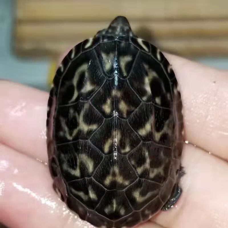 cmcm正宗斑点乌龟宠物满天星杂食深水龟星点龟吃粪外池风水龟乌龟活物
