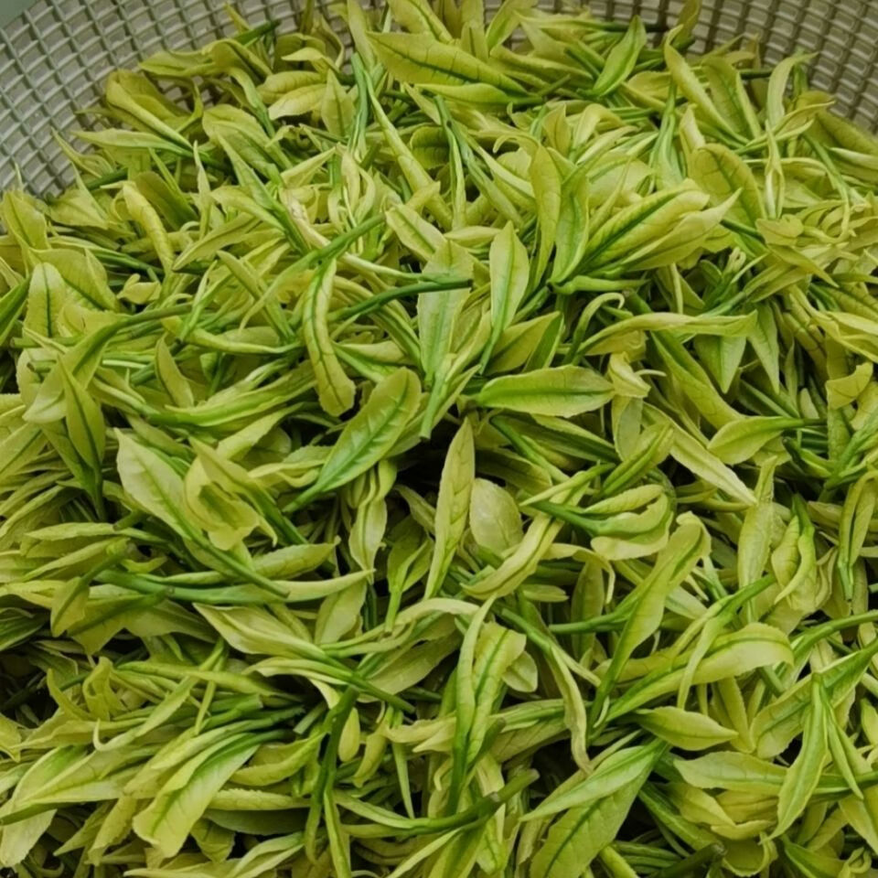 正安.白茶 2021年新茶贵州正安.白茶明前茶叶栗香云雾茶散装茶 50g【