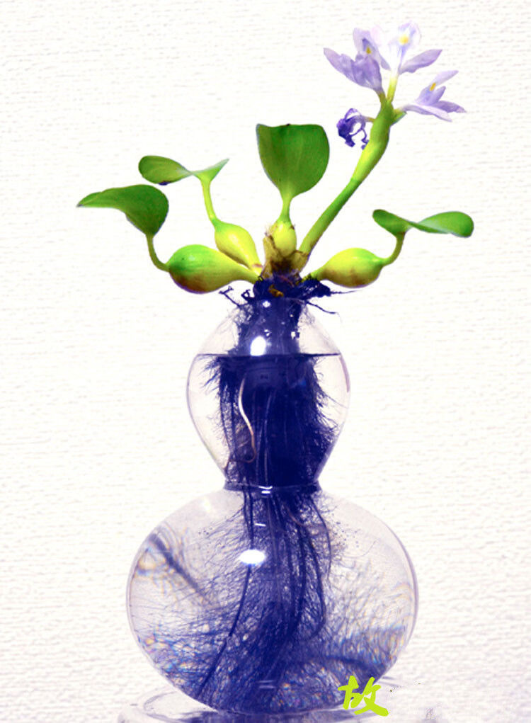 水葫芦 浮萍水葫芦水生植物池塘凤眼莲水芙蓉水浮莲净化污水浮萍