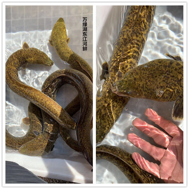 鳗鱼活体新鲜活体河鳗溪鳗花鳗江鳗活体水库养殖鳗鱼白鳝青鳗花锦