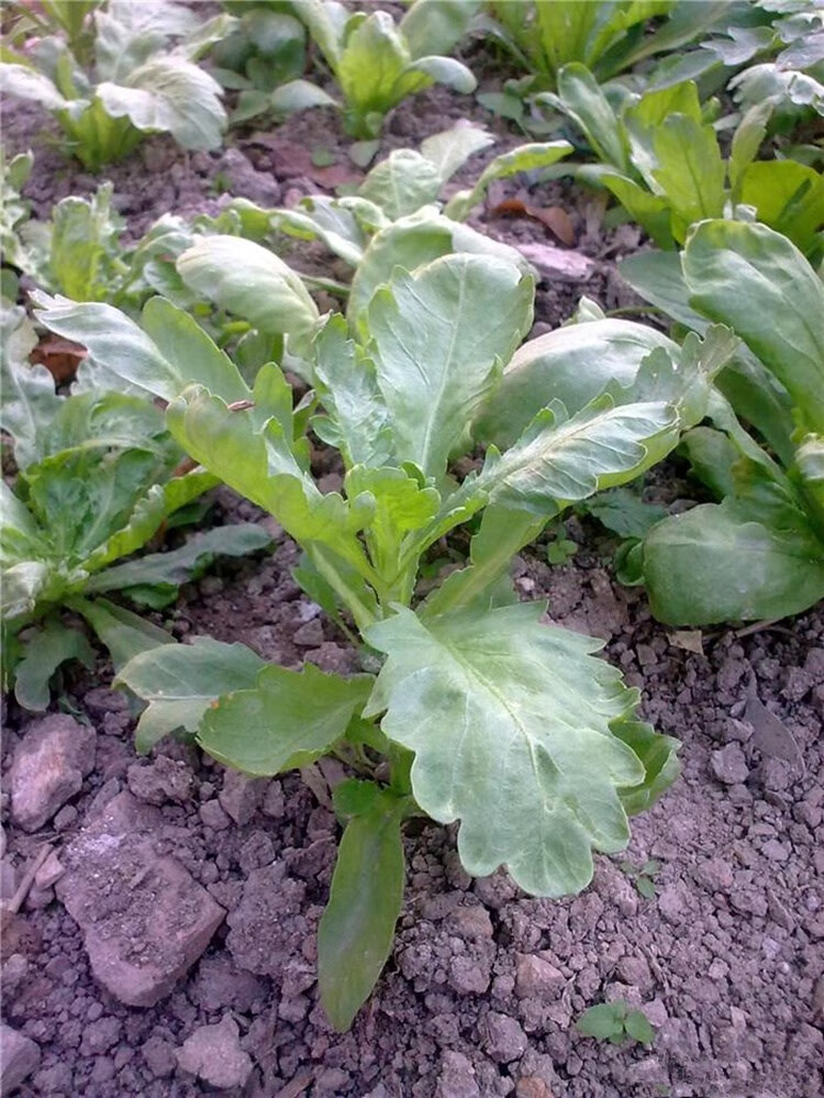 茼蒿菜籽大叶茼蒿种子茼蒿菜种大全秋冬季蔬菜青菜种籽四季孑菜苗