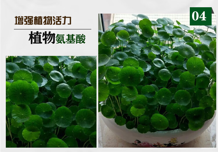 铜钱草肥料水培土培专用营养肥颗粒土水养花植物有机复合营养液铜钱草