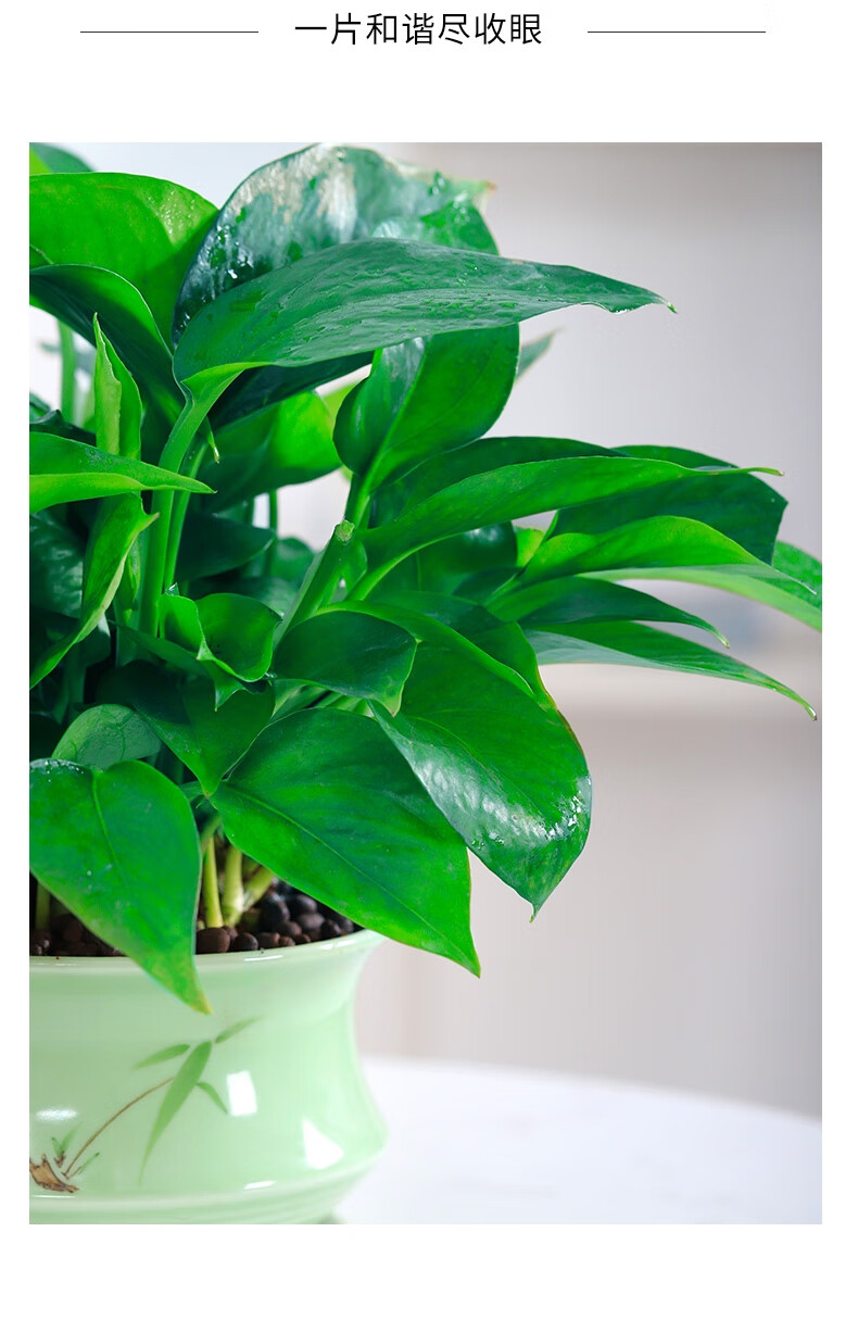 绿萝盆栽植物室内绿萝长藤垂吊好养活大叶绿箩花卉绿植虎雀a大盆绿萝