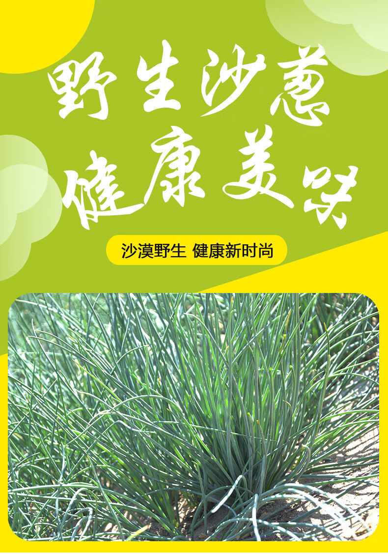 新鲜现采民勤特产新鲜沙葱小葱农家沙葱新鲜蔬菜净重3斤保鲜发货加发