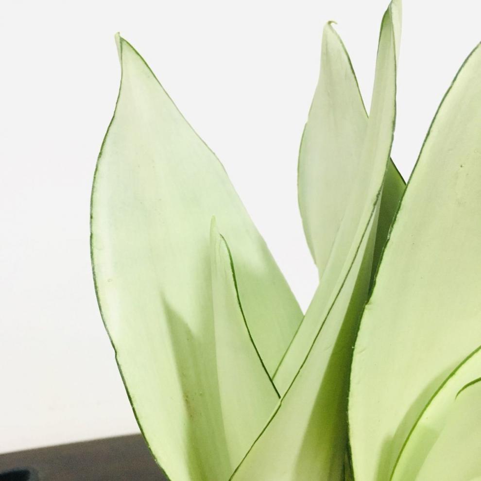 水培新宠白玉虎皮兰办公室新房客厅卧室阳台净化空气室内绿植白玉3棵