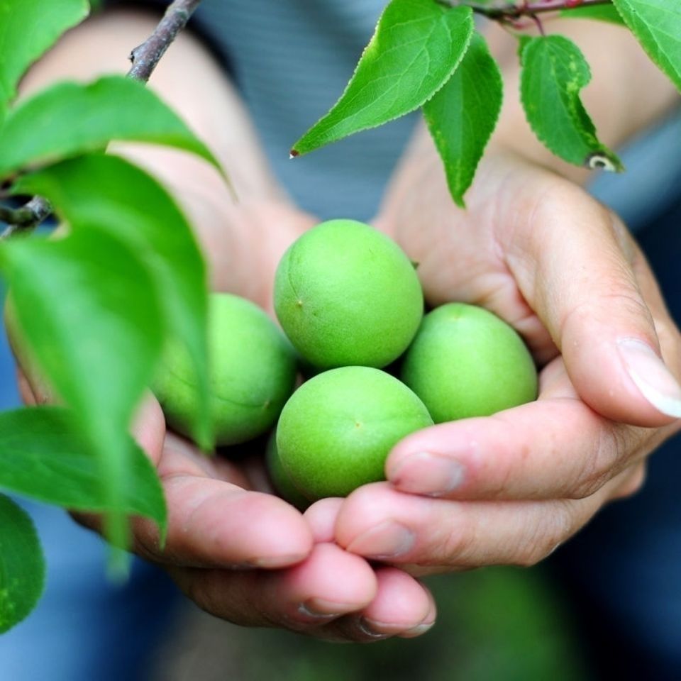 新鲜青梅高山大果胭脂梅酸梅子鲜果泡酒当季水果酵素生梅子半斤10年
