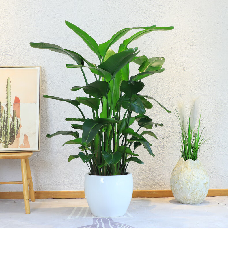天堂鸟盆栽植物大型室内花卉鹤望兰客厅办公室绿植北欧网红万重山