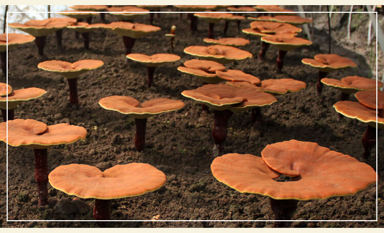 头道椴木灵芝孢子粉灵芝粉林芝浙江龙泉梅地源每瓶100克