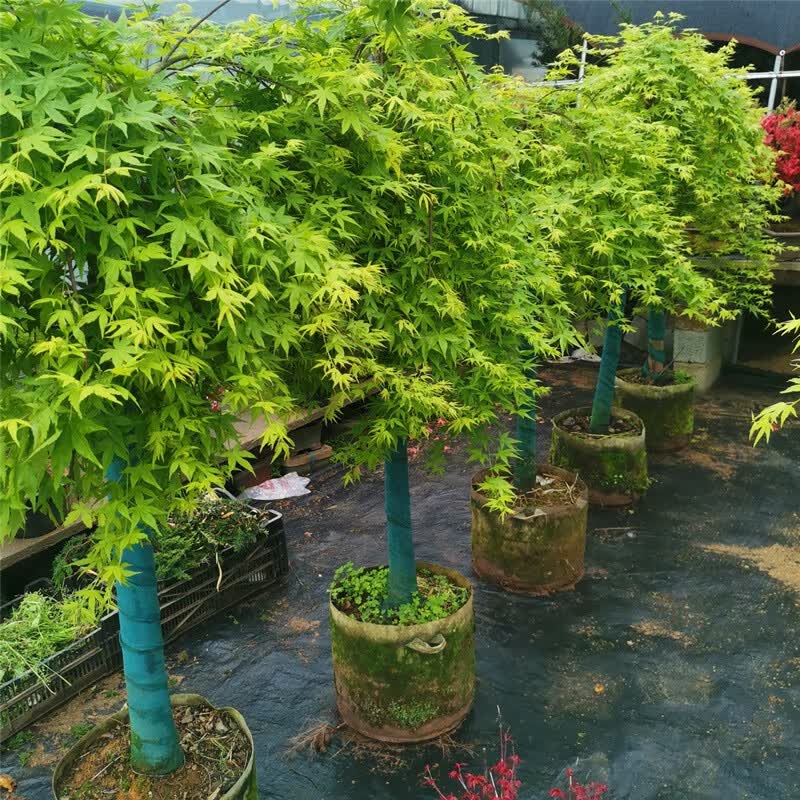 流泉枫日本枫树品种垂枝枫瀑布地毯枫庭院阳台室内枫树盆景流泉枫4