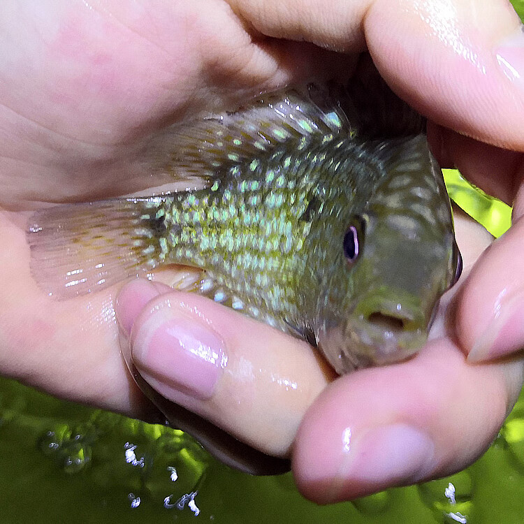 德州豹滿天星綠巨人混養大型熱帶魚觀賞魚魚苗淡水魚活體寵物藍徳薩9