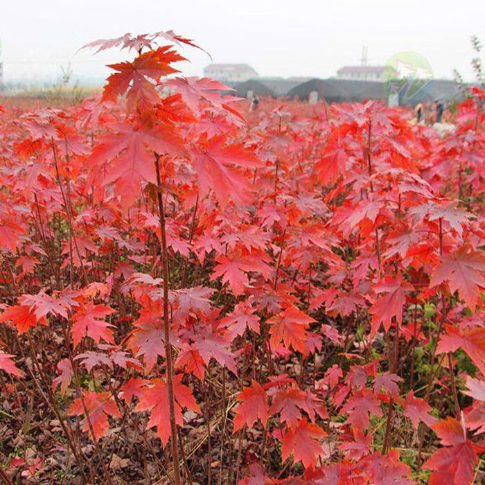 美國紅楓樹苗秋火焰紅楓樹苗紅楓小苗四季庭院工程綠化彩色樹種苗7