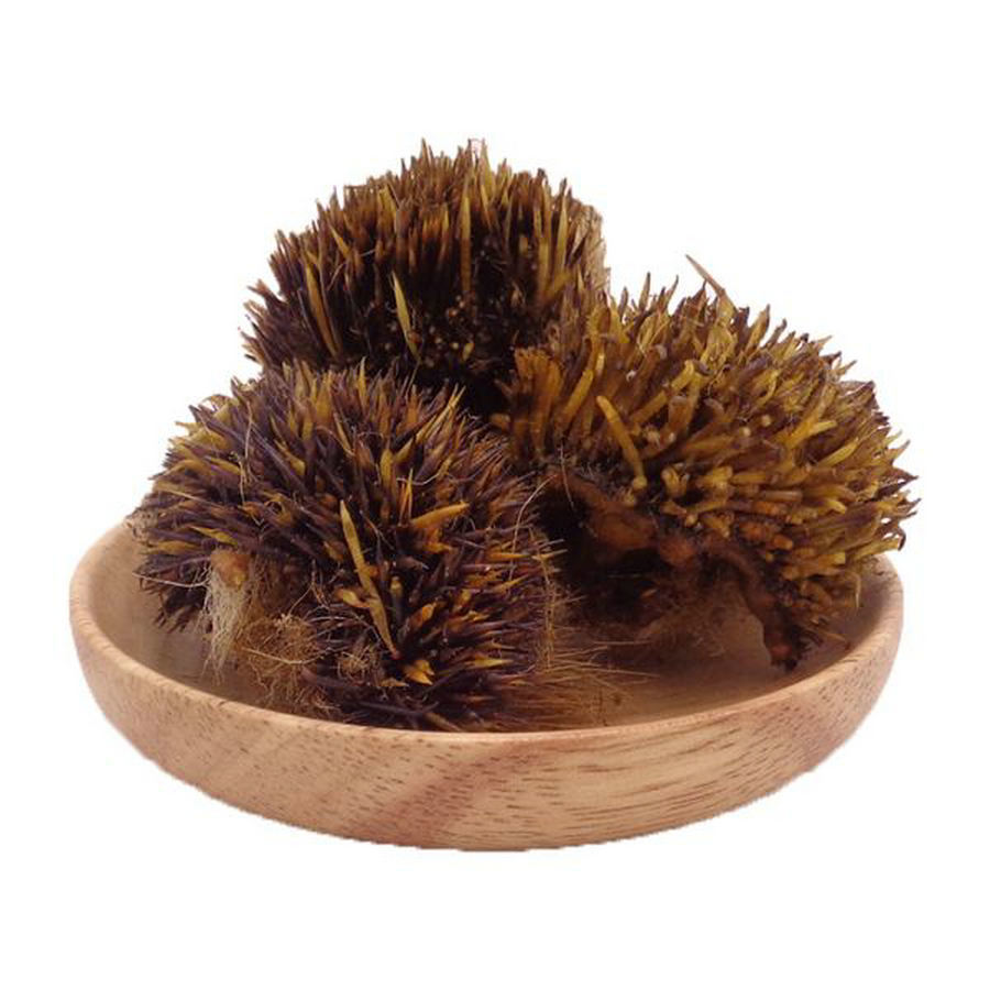 北京同仁堂炒刺猬皮中药材 刺猬皮块 炙刺猬皮 刺猬皮 猥皮 仙人衣