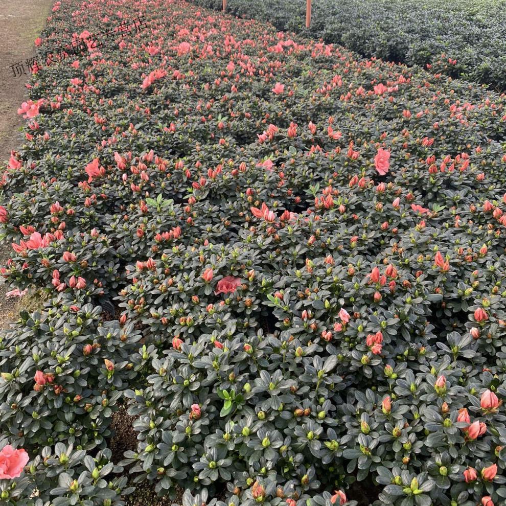 超大盆西玛杜鹃 冠幅约60-70cm2盆【图片 价格 品牌 报价】-京东