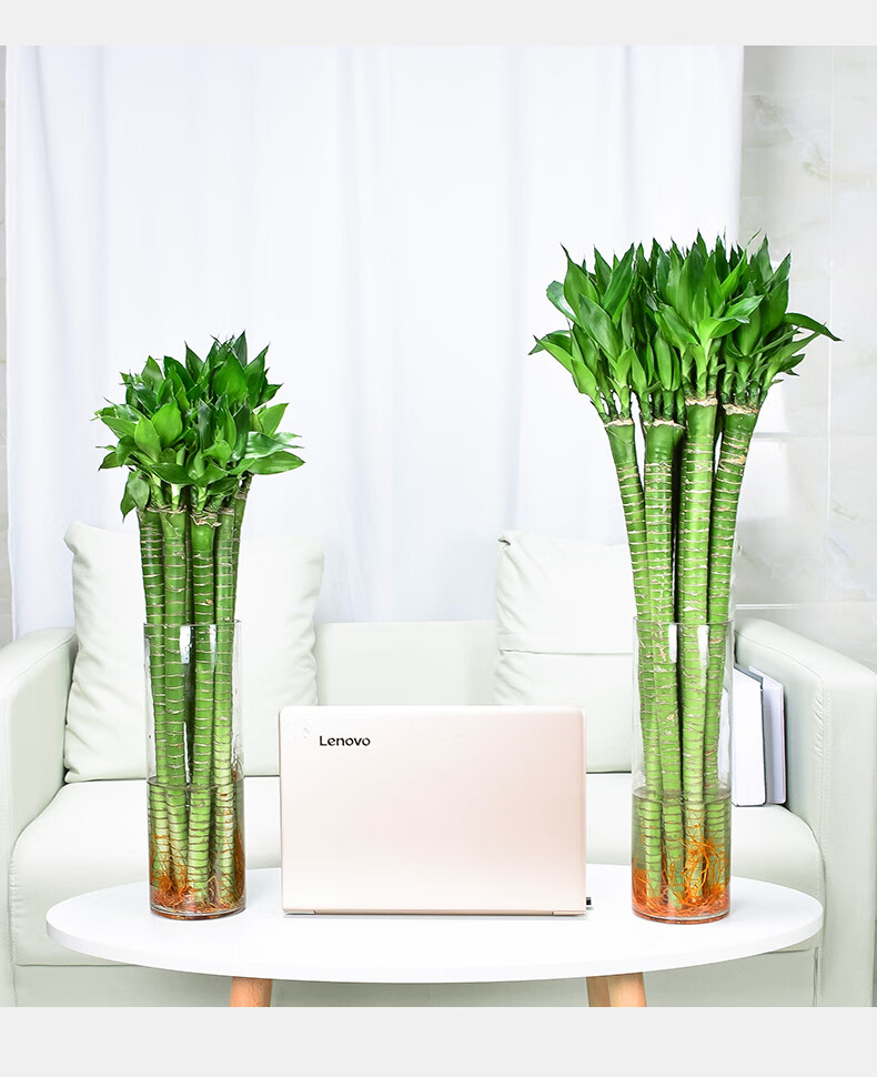 节节高室内观音竹子盆栽客厅水养带根粗杆65cm龙竹10棵十全十美不含盆