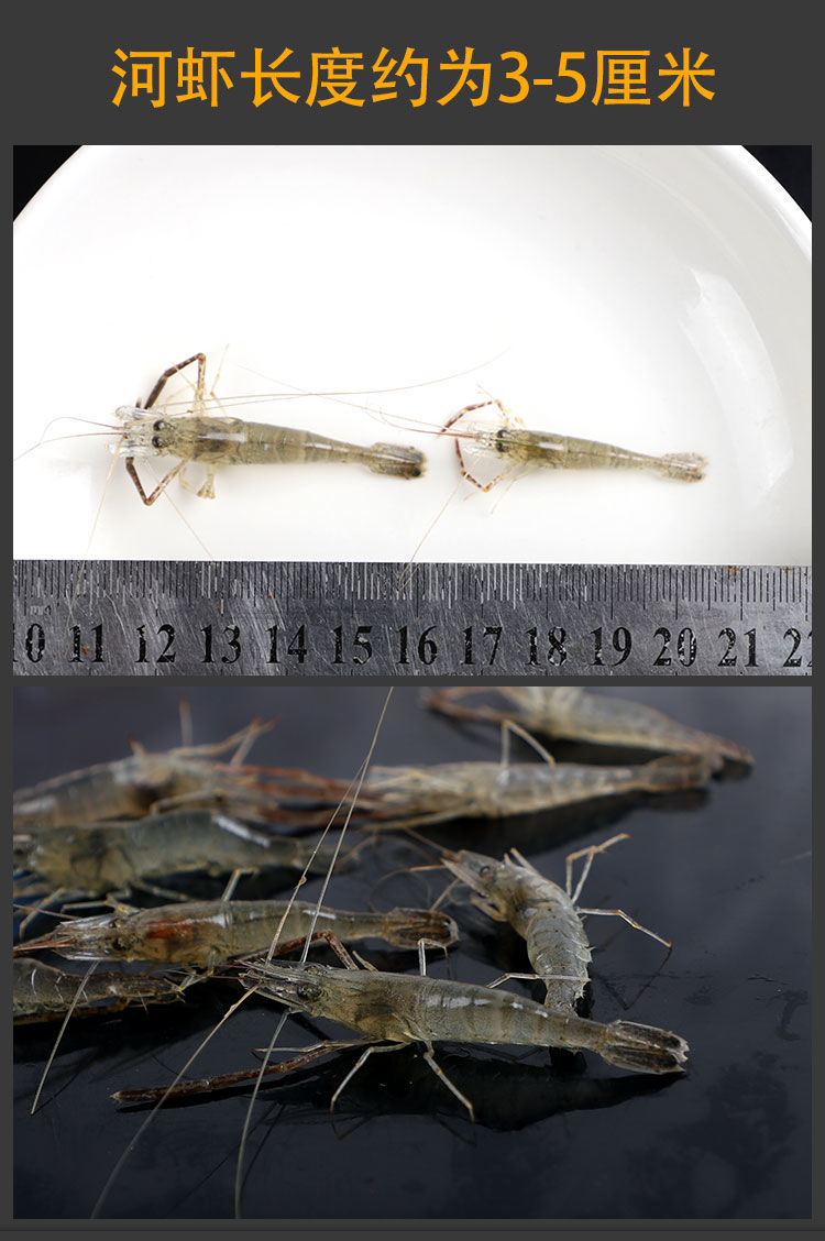 新鲜淡水小河虾鲜活速冻湖虾小白虾小明虾湖水虾小土虾冰冻冷冻虾一袋