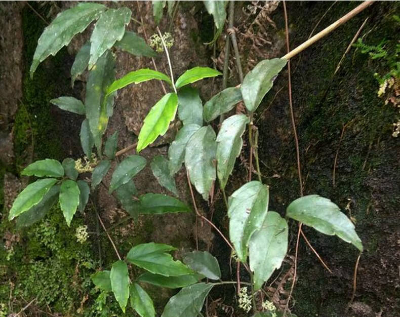 伟博贵州三叶青干品中药材石老鼠金线吊葫芦精选野生500克