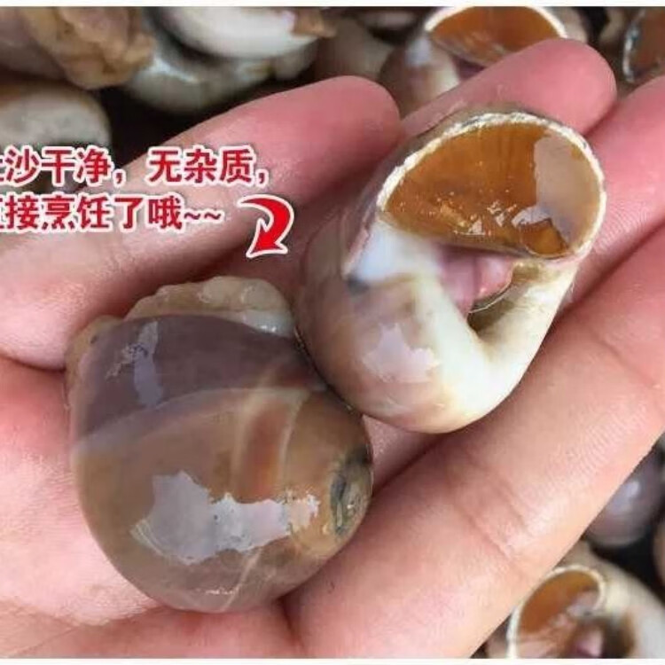 奢旺鲜活香螺新鲜红香螺小香螺2斤