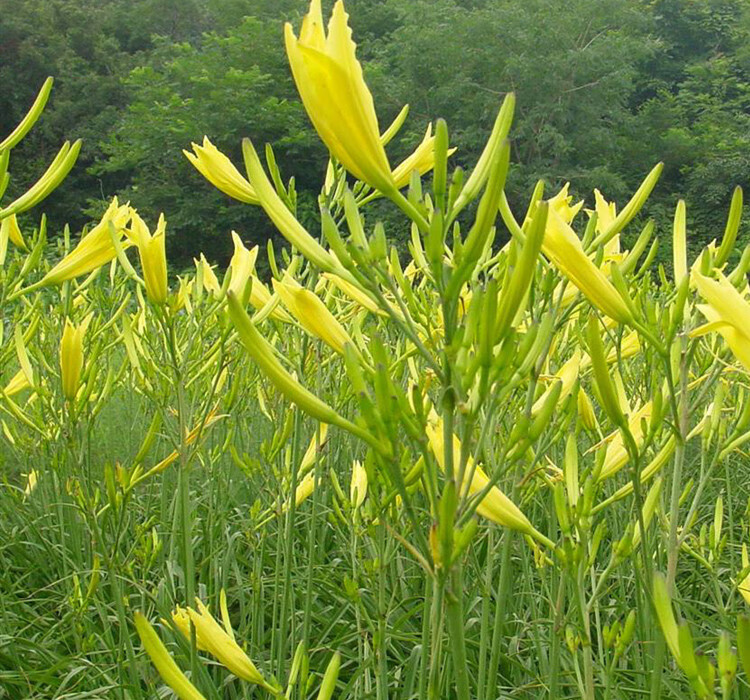 虎雀黄花菜种苗食用野生根猛子花金针菜苗根阳台蔬菜苗种植食用60棵