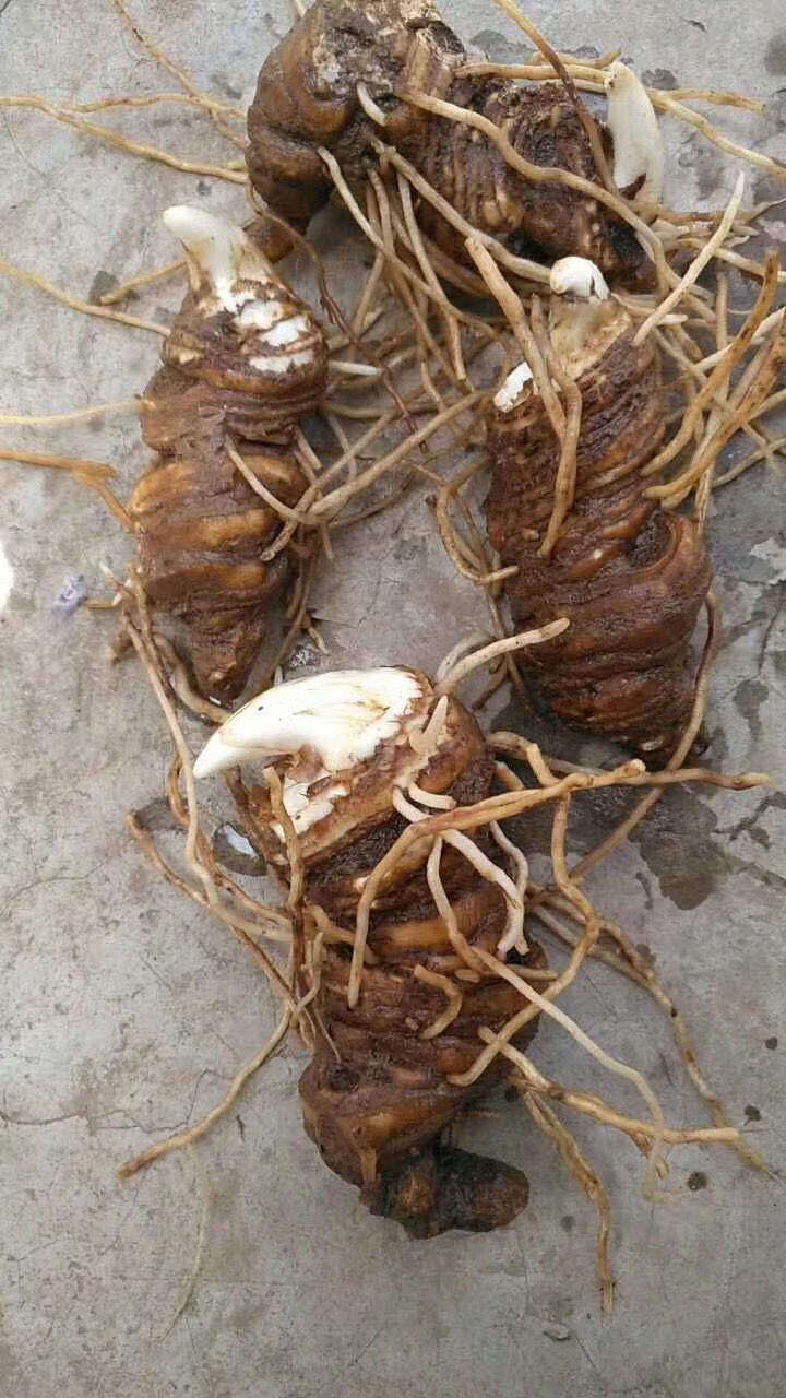 【官方旗舰】新鲜大个头重楼云南粉质滇重楼大个头七叶一枝花 新鲜