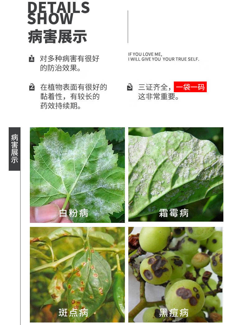 75百菌清白粉霜霉叶斑病杀菌剂多菌灵百菌灵花卉多肉植物通用一箱装