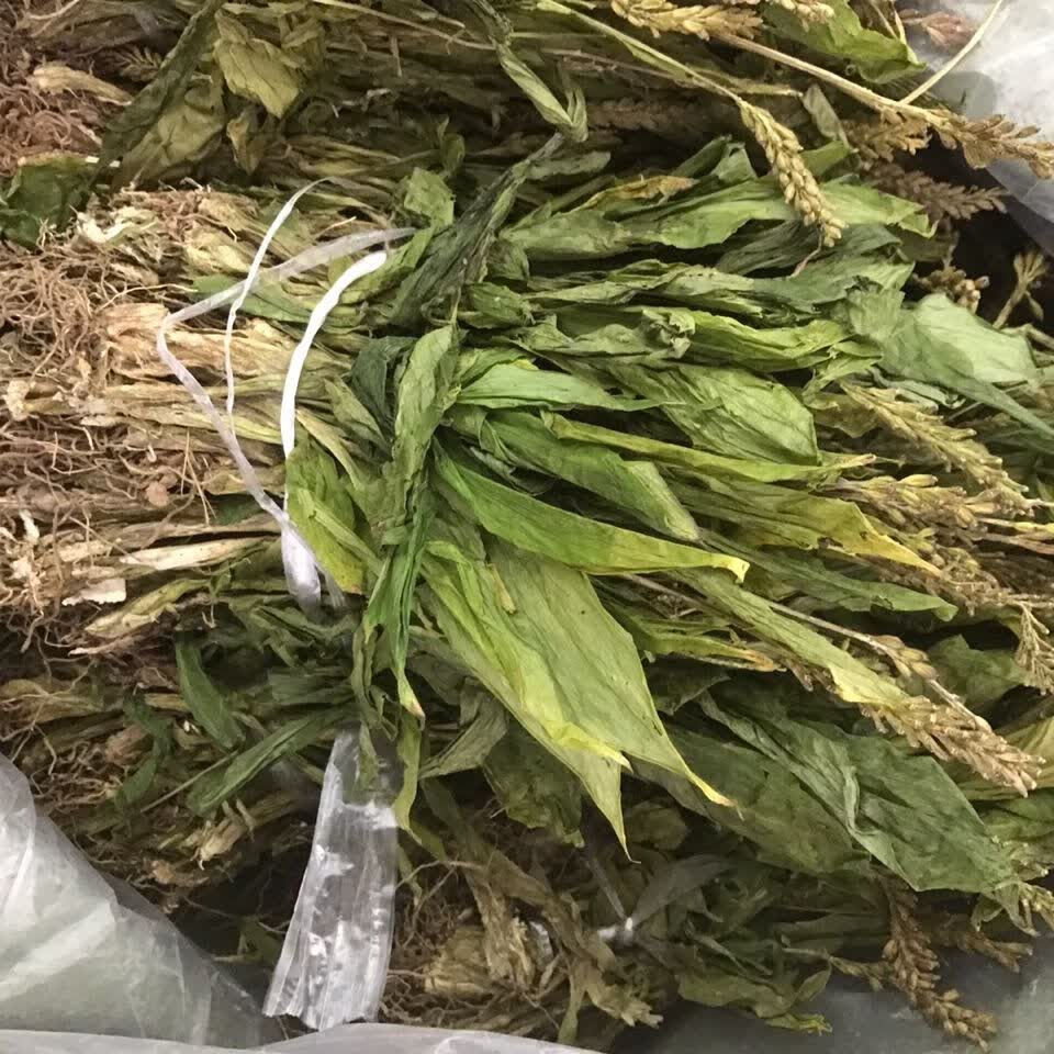 (亏本卖)见血清 中药材野生见血清 羊耳蒜 新货水洗新鲜干货100克修久