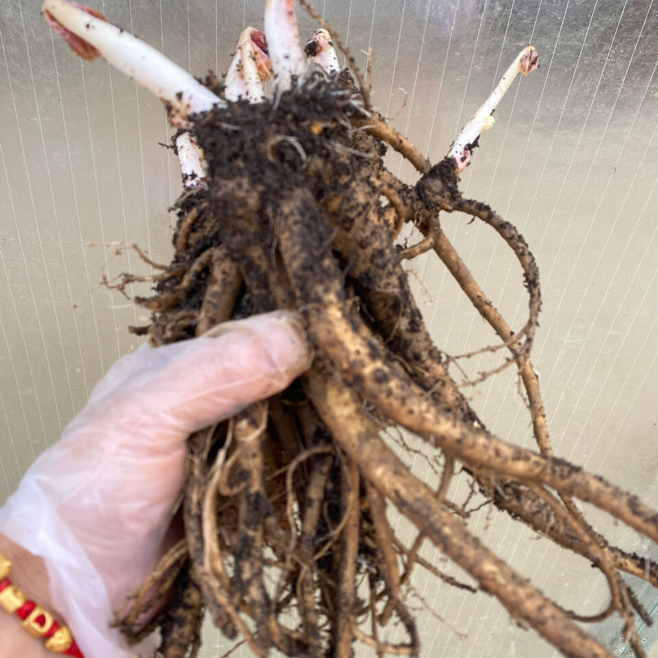 江影清现挖新鲜当归苗 可盆栽地栽鲜活带芽当归根苗 已成活 成品大苗