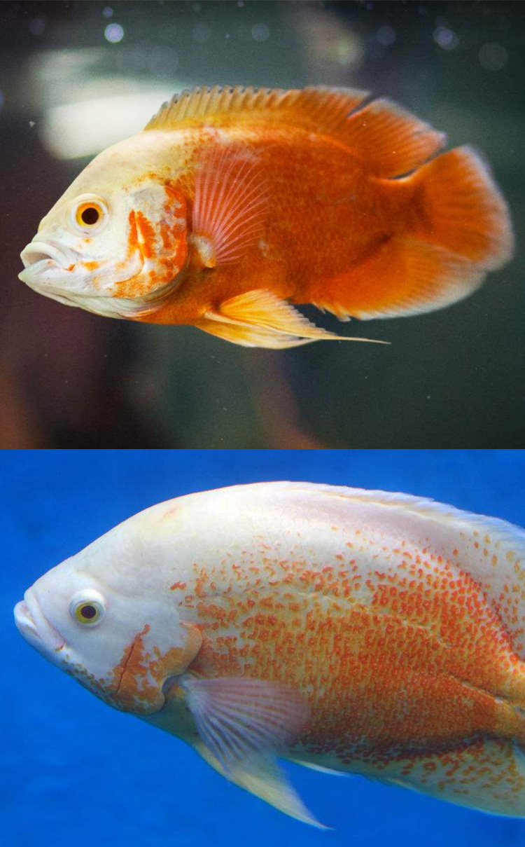 秋颖中大型热带地图鱼白地图黑地图淡水鱼活体猪仔鱼活体风水鱼包黑白