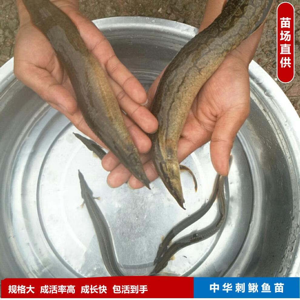 中華刺鰍魚苗中華大刺鰍淡水刀鰍苗沙鰍魚鋼鰍刀鰍石錐魚苗35釐米30條